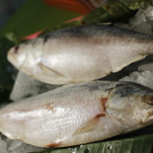 Ilish (800-1000gm)