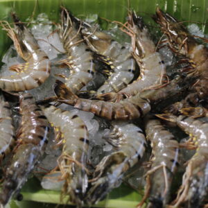 Tiger Prawn (Big)